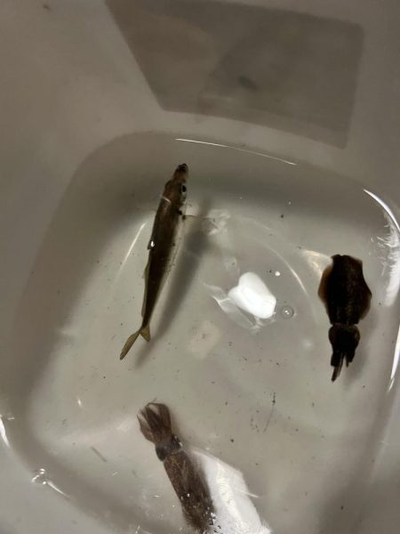 アオリイカの新子