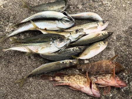 久しぶりのアジング　31センチ