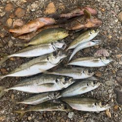 今日もアジフライ