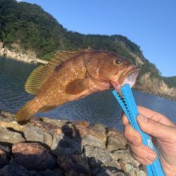 アジフライ不発