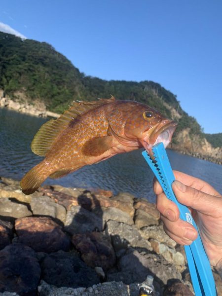 アジフライ不発