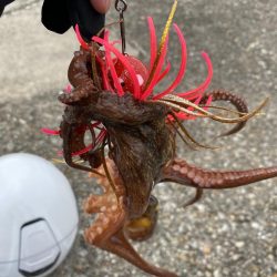 タコ釣り