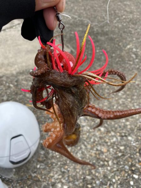 タコ釣り
