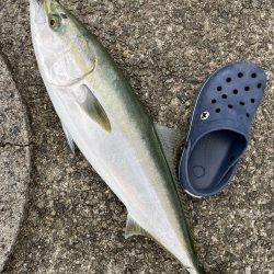 ギリギリハマチ?