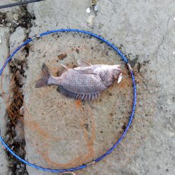 7月ようやく釣れた。今年は釣れないかと思い心配だった