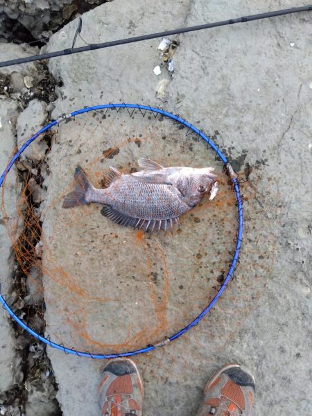 7月ようやく釣れた。今年は釣れないかと思い心配だった