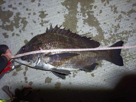 2023/07/10 南港ヘチ釣り釣行