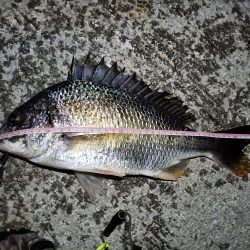 2023/07/01 南港ヘチ釣り釣行