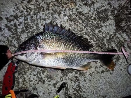 2023/07/01 南港ヘチ釣り釣行