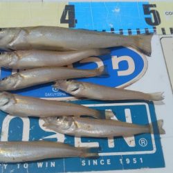 良型キスのブルブルは暫く先のようです