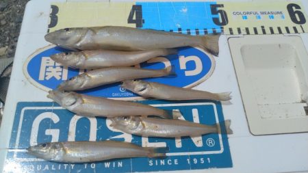 良型キスのブルブルは暫く先のようです