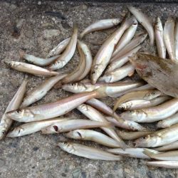 シーズン30回目の播磨新島釣行