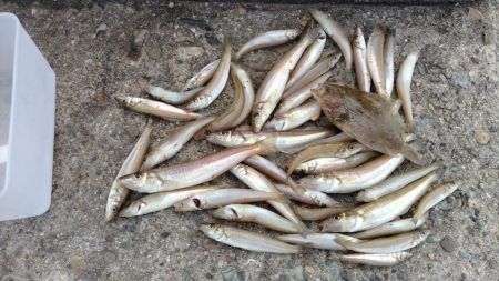 シーズン３０回目の播磨新島釣行