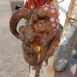 体調悪くてもタコ