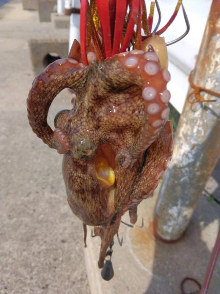 体調悪くてもタコ