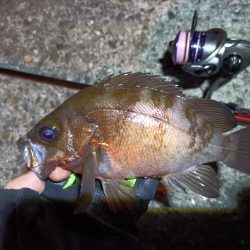 2023/07/07 南港ライトゲーム釣行