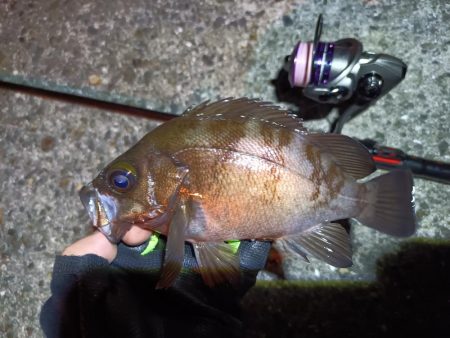 2023/07/07 南港ライトゲーム釣行…