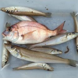 日ムラ激しい播磨新島のキス