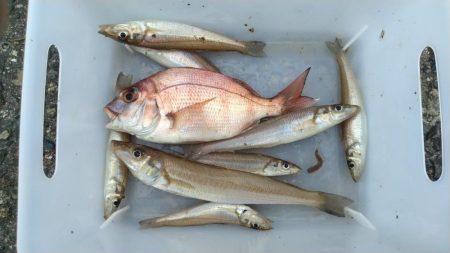 日ムラ激しい播磨新島のキス