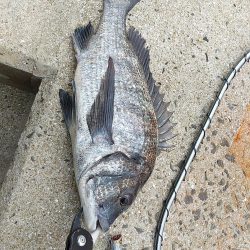 この時期、チヌは相手してくれます…