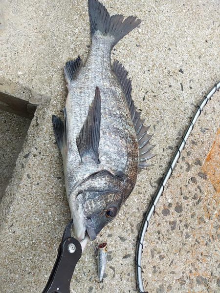 この時期、チヌは相手してくれます…