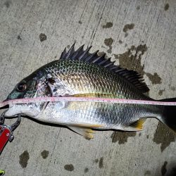 2023/07/21 南港ヘチ釣り釣行