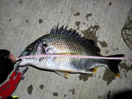 2023/07/21 南港ヘチ釣り釣行