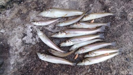 播磨新島のキス情報