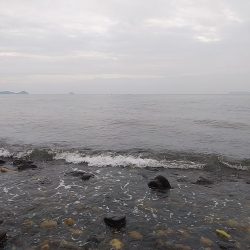 シーバスとチヌ。