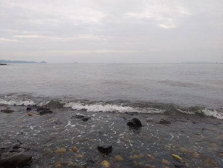 シーバスとチヌ。