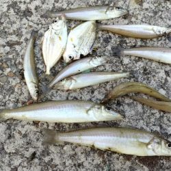 シーズン2回目の津居山釣行