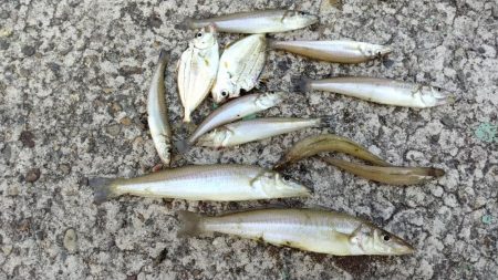 シーズン２回目の津居山釣行