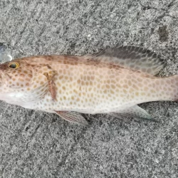 ショアジギング