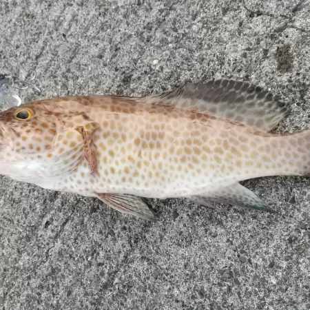 ショアジギング