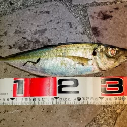 尺アジチャレンジ