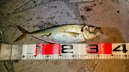 尺アジチャレンジ