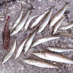 活性下がった播磨新島のキス