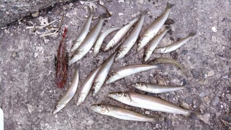 活性下がった播磨新島のキス