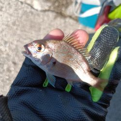 2023/07/29 兵庫須磨ライトゲーム釣行