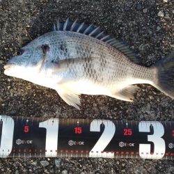 青物調査でミニサゴシ、チヌ、シーバス、小サバ