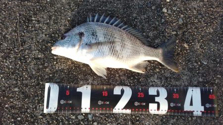 青物調査でミニサゴシ、チヌ、シーバス、小サ…