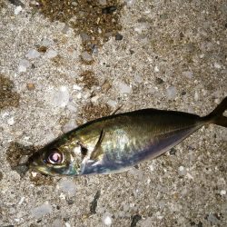 前回とかわり激渋