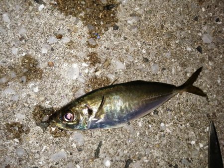 前回とかわり激渋