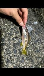 悪コンデション