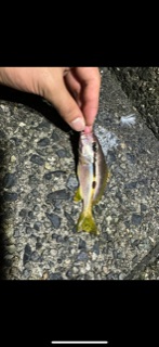 悪コンデション