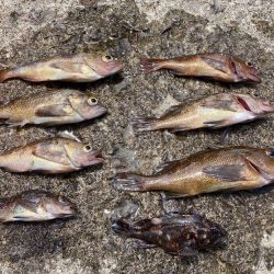 祝津のロックフィッシュフィッシング