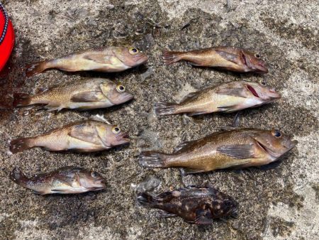 祝津のロックフィッシュフィッシング