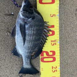 夕まずめにシーバスを狙いに