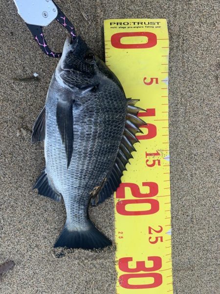 夕まずめにシーバスを狙いに