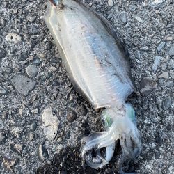 夏イカやっほ＾＾